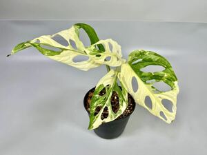 「09」Monstera Adansonii Variegata マドカズラ　斑入り　モンステラ アダンソニー　バリエガータ　