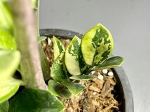 「05」ザミオクルカス ザミーフォリア 斑入りZZ plant Variegated (Zamioculcas Zamiifolia) 観葉植物_画像3