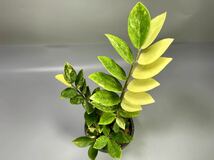 「05」ザミオクルカス ザミーフォリア 斑入りZZ plant Variegated (Zamioculcas Zamiifolia) 観葉植物_画像1