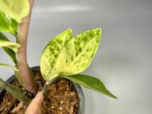 「07」ザミオクルカス ザミーフォリア 斑入りZZ plant Variegated (Zamioculcas Zamiifolia) 観葉植物_画像5