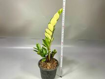 「05」ザミオクルカス ザミーフォリア 斑入りZZ plant Variegated (Zamioculcas Zamiifolia) 観葉植物_画像6