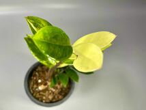 「06」ザミオクルカス ザミーフォリア 斑入りZZ plant Variegated (Zamioculcas Zamiifolia) 観葉植物_画像3