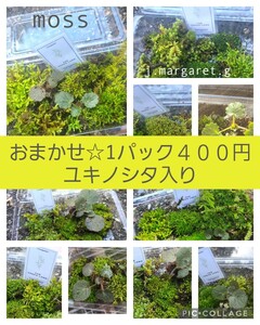 送料込み　おまかせ★盛りもりセット 無農薬 国産　苔 テラリウム コケ 天然苔　ユキノシタ