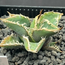 【AGAVE TITANOTA　台湾スタッズ株】活着済み現物出品_画像2