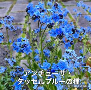 アンチューサタッセルブルー 花の種