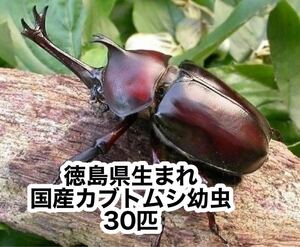 徳島県生まれ国産カブトムシ幼虫　３０匹　送料込み