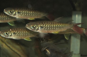 ★即決★イエローピンクテールカラシン ±６ｃｍ　アフリカンカラシン　熱帯魚