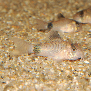 ★即決★熱帯魚★ 感謝セール！コリドラスパンダ 4匹　水槽のお掃除屋さん♪