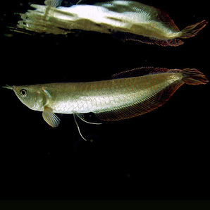 ★即決★シルバーアロワナ ±12-15cm 安心の大きめサイズ 熱帯魚の画像1