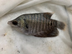 ★即決★オスフロネームスグラミー ±10ｃｍ　タイ産 ジャイアントグラミー 熱帯魚