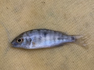 ★即決★ブルードルフィンシクリッド ３匹セット ±4-5cm　アフリカンシクリッド　モーリー 熱帯魚