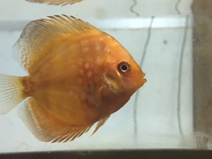 ★即決★熱帯魚★ピジョンブラッドディスカス ±4-5cm　熱帯魚の王様