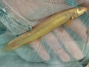 ★即決★淡水魚★アルビノドジョウ ±12-15ｃｍ 　掃除屋さん　極太アダルトサイズ