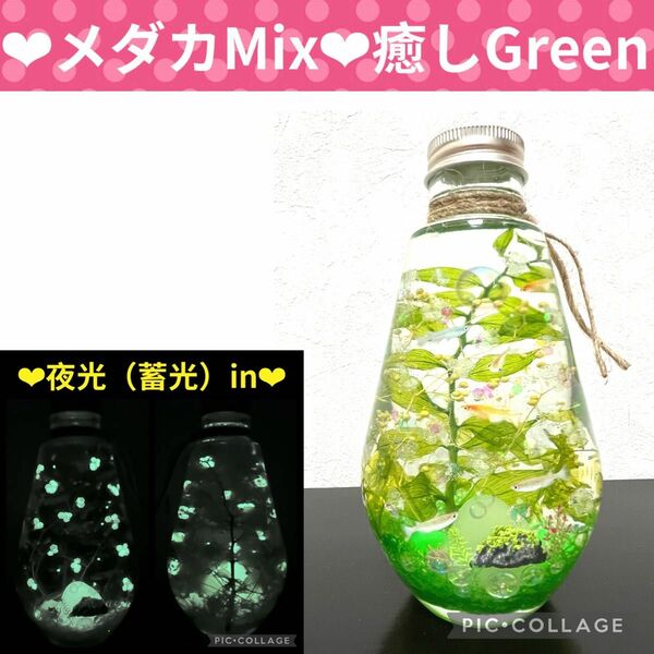 【メダカMix】〜癒しのGreen〜蓄光Mixアクアリウム