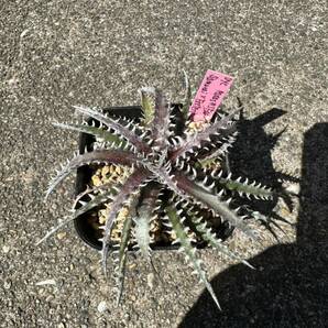 Dyckia 'Samurai x Fosteriana SS' ディッキアの画像2