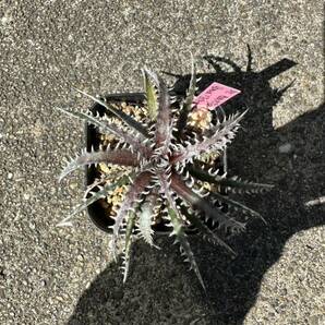 Dyckia 'Samurai x Fosteriana SS' ディッキアの画像1