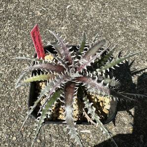 Dyckia 'Samurai x Fosteriana SS' ディッキアの画像5