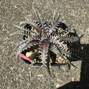 Dyckia 'Samurai x Fosteriana SS' ディッキアの画像4