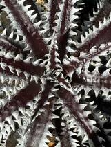 Dyckia 'Mekong delta' ディッキア_画像7