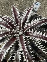 Dyckia 'Mekong delta' ディッキア_画像9