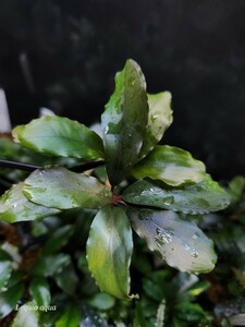 綺麗【TB便】★Bucephalandra sp.Sokan 1 Kab.Melawi ブセファランドラ 熱帯植物 水草 熱帯葉族