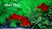 ★Aloha Platy★RRE.A ショートボティソード ♂1匹＋♀3匹の4匹セット★_画像7