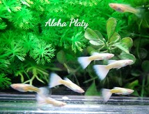 ★RRE.A フルプラチナ ハイドーサル 5ペアセット★Aloha Platy★_画像3