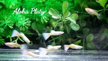 ★RRE.A フルプラチナ ハイドーサル 5ペアセット★Aloha Platy★_画像4