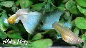 ★RRE.A サンセット ブルートパーズ ハイドーサル ペア＋リボン♀1の3匹セット★Aloha Platy★