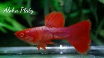 ★RRE.A マゼンタ レッドテール 2ペアセット★Aloha Platy★_画像3