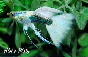 ★サンセットドイツ ガルウィング系統 リボン 1カルテット(ノーマルペア＋リボンペア)★Aloha Platy★