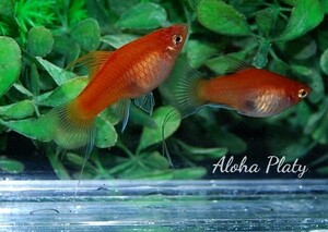 ★Aloha Platy★ライヤープラティ ♀2匹セット★