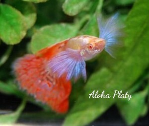 ★RRE.A プラチナム キャンディモザイク ビックイヤー ペア★Aloha Platy★