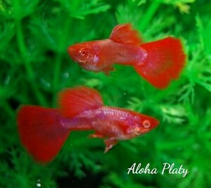 ★RRE.A マゼンタ レッドテール 2ペアセット★Aloha Platy★