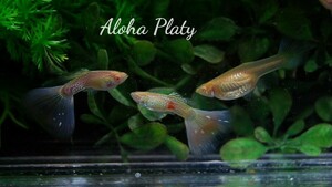 ★RRE.A アクアマリン ピンクコブラ 2ペア＋♀1の5匹セット★Aloha Platy★