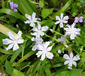 ■送料込み■シャガ　抜き苗　7株　苗　つぼみ　7本　アヤメ科　花無し 自然 射干 ゆうパケット　アヤメ科 山野草 花 ゆうパケットポスト