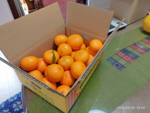 清見オレンジ5kg箱詰め 無農薬栽培　送料無料
