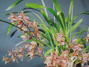  金稜辺　キンリョウヘン 原種　上木９本　花芽現在６本　５号鉢　 日本蜜蜂 ニホンミツバチ　