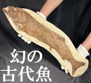 ◆グルミミクティス 化石/古代魚 Goulmimichthys 1億4000年前/モロッコ/国内価格30万円以上 日本上陸は数点のみ/恐竜 三葉虫好きにも/945