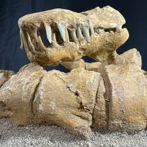◆モササウルス 幼体◆ラスト1個 即決◆化石 モロッコ 恐竜/同じ化石は二度と手に入りません/ティラノサウルス スピノサウルス好きに/834_画像6