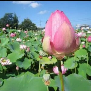 発芽処理済み　ハスの種　蓮の種　はすの種　10個