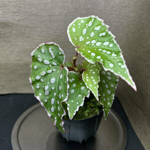 Begonia sp berau KalimanTimur 【TB便】ベゴニア　①