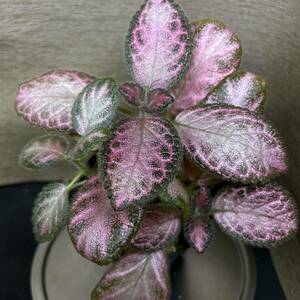 Episcia cupreata“Pink Acajau”from Colombiaエピスシア　クプレアタ　“ピンクアカジュ　