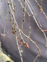 枝垂れ桜 甲州枝垂れ 桜 盆栽 桜盆栽_画像9