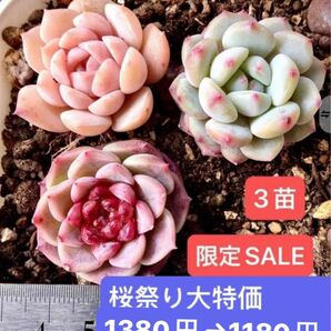 限定SALE★3苗セット1180円★韓国苗★天使の涙、星々雪、純愛★超可愛い紅葉美苗★多肉植物★エケベリア