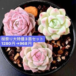 限定SALE★3苗セット968円★韓国苗★ヘレナ、白吉、白夢★超可愛い紅葉美苗★多肉植物★エケベリア