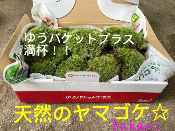 ゆうパケットプラス満杯　天然の山苔　ヤマゴケ　お得