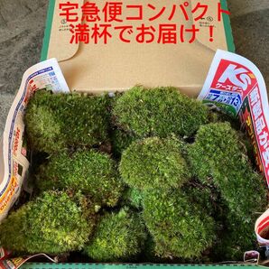 天然の山苔　ヤマゴケ　宅急便コンパクトBOX満杯でお届け！