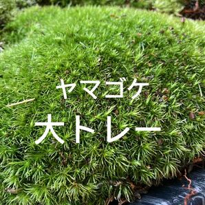 天然山苔　ヤマゴケ　大トレー計量