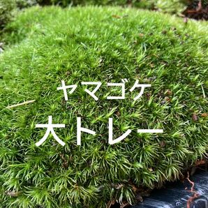 天然山苔　ヤマゴケ　大トレー計量